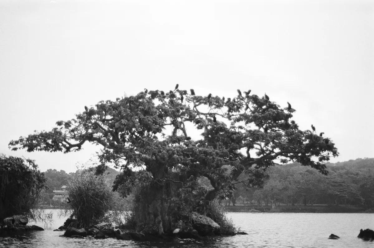 La Isla de las Garzas, Catemaco, Veracruz, México, 2025