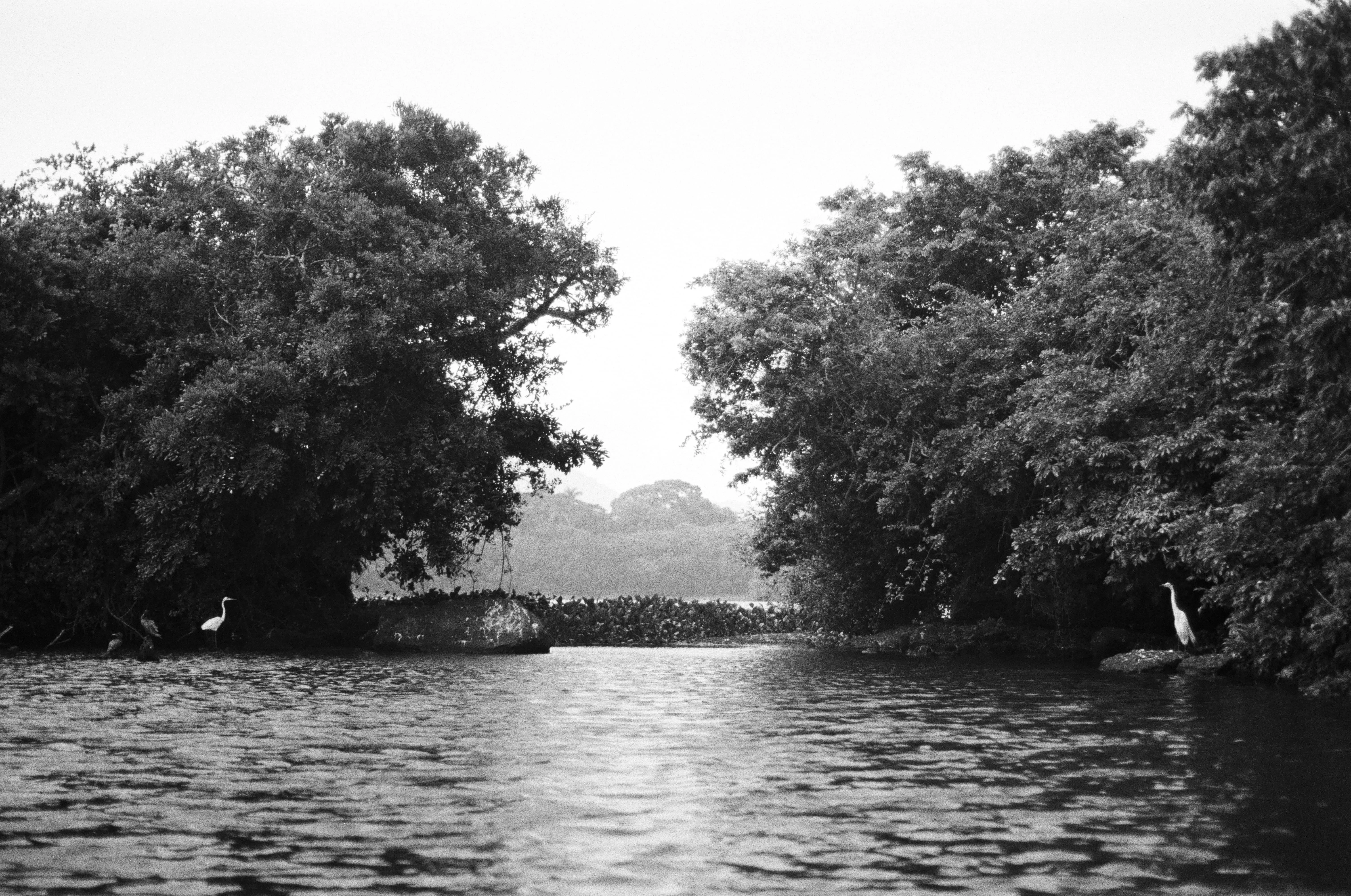 Dos garzas en la Laguna, Catemaco, Veracruz, México, 2025.