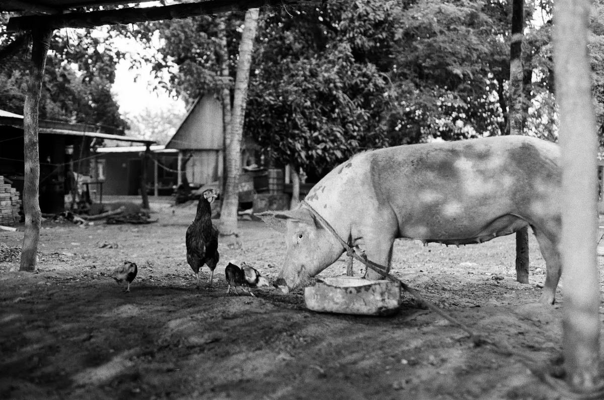 Cerdo y gallinas en un patio rural