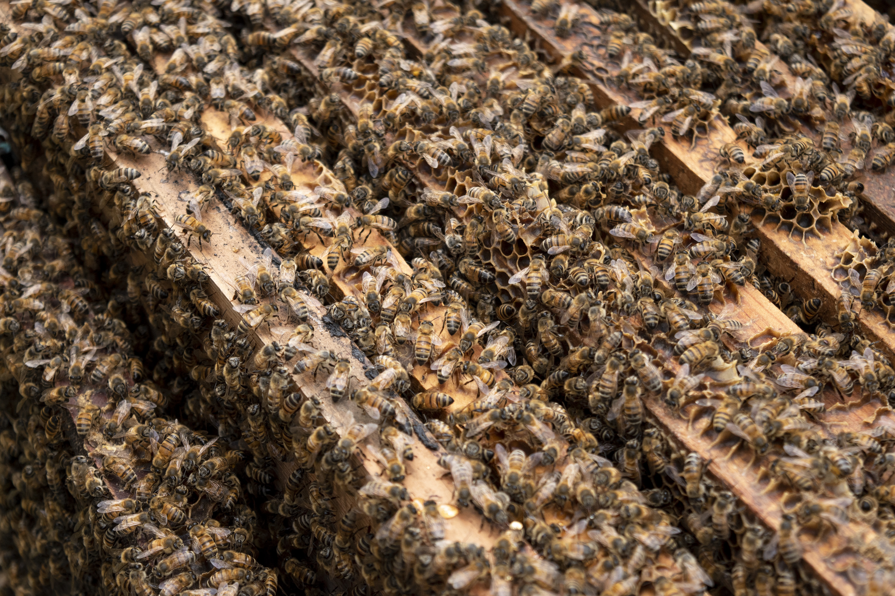 Fotografía digital — Ricardo Aguilar y Palacio