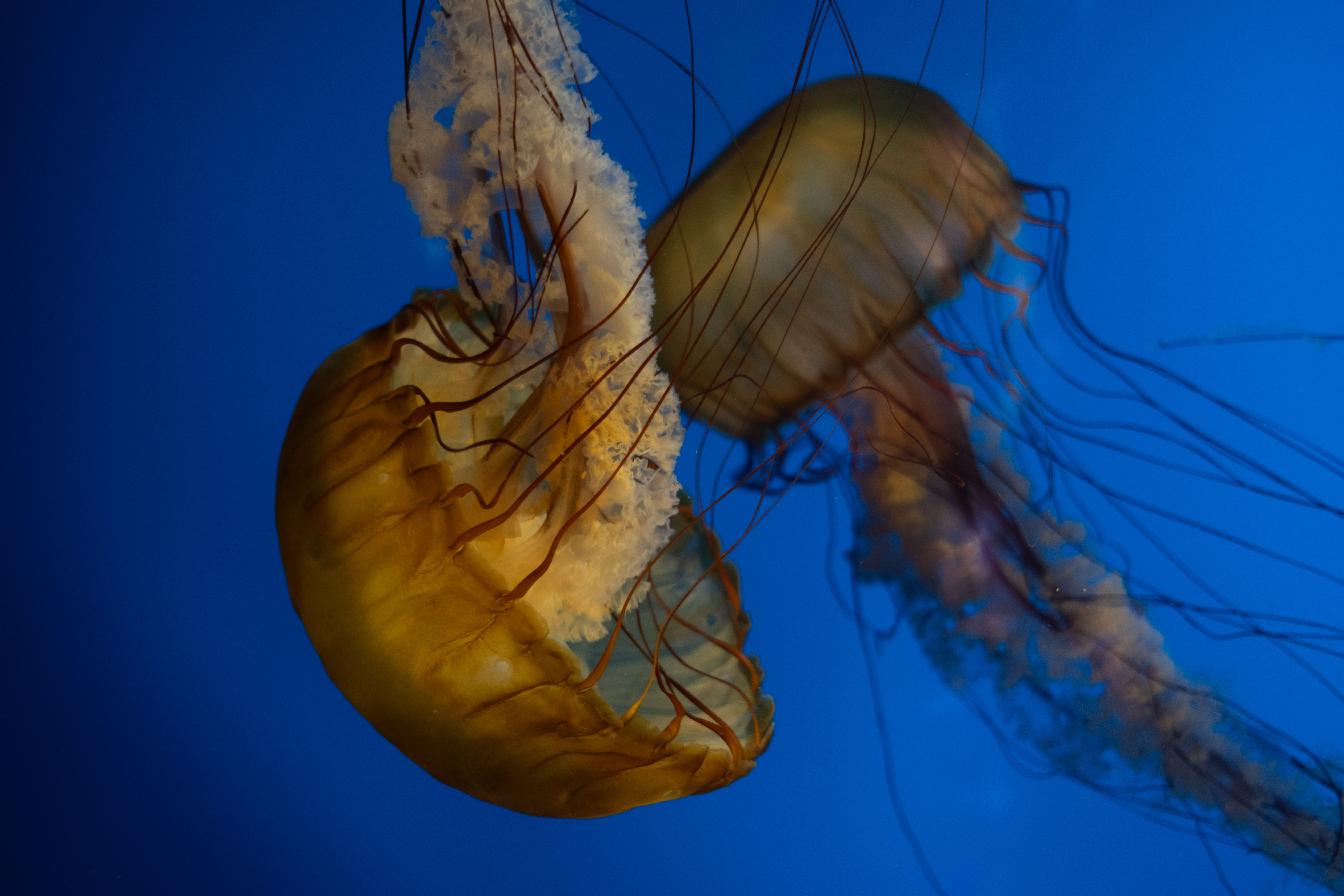 Fotografía digital — Ricardo Aguilar y Palacio