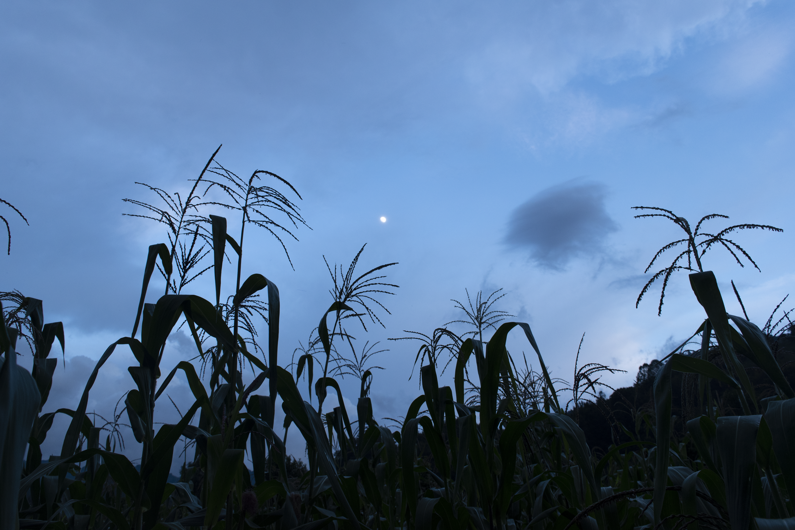 Serie mazateca — Luna