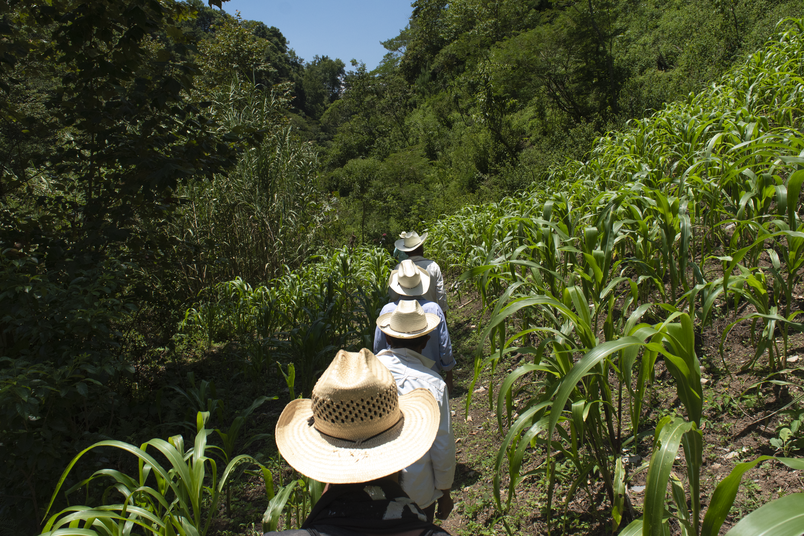 Serie mazateca — Sombreros